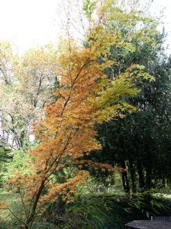 Japanese maple 2015