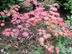 Japanese maple