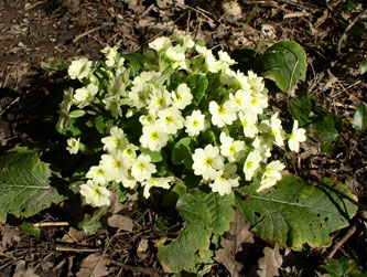 primrose