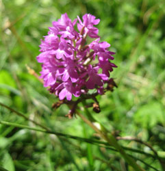orchid on lawn