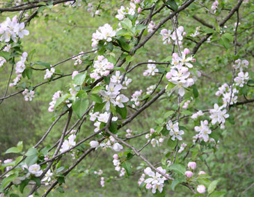 Apple blossoms