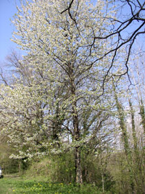 Cherry tree 2010