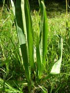 Colchicum leaves