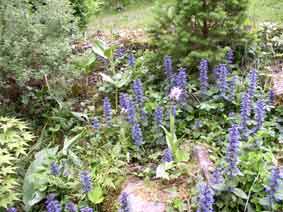 flowers in bedroom garden