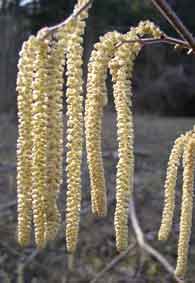Hazelnut male flowers