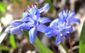 Scilla bifolia