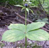 Paris quadrifolia