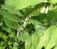 Solomon's Seal