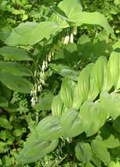 Solomon's seal