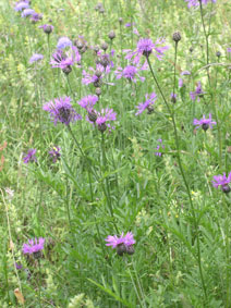 Pasture flowers