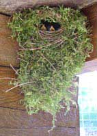 birdnest