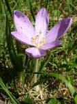 Colchicum flower
