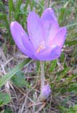 Colchicum flower