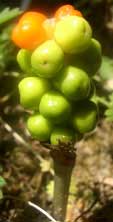 Arum fruiting