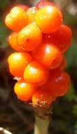 Arum fruiting