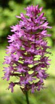 Pyramid Orchid