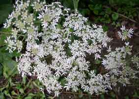 white flower