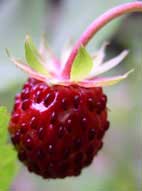 wild strawberry