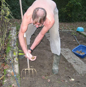 Digging potatoes