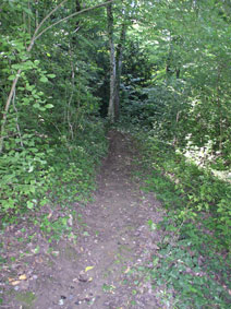 middle path to central forest
