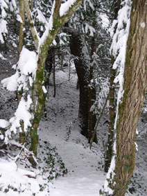 central forest in winter