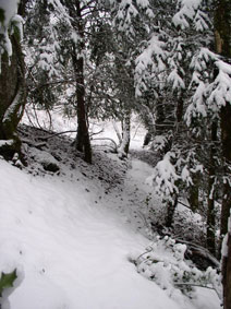 path through central forest