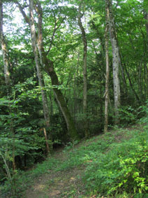 lower western forest