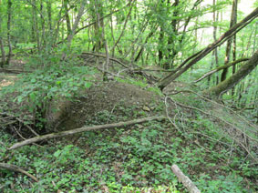 badger dens in western forest