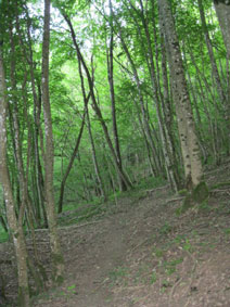 middle path in western forest