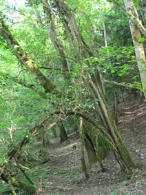middle and lower paths from western forest