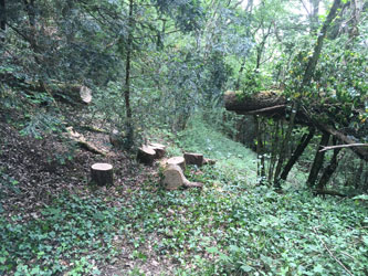 cut tree in forest