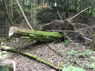 cut oak tree across trail