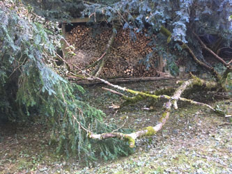 fallen treetop after debranching