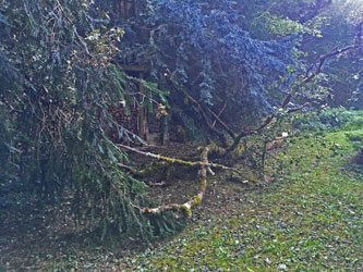 fallen treetop after debranching