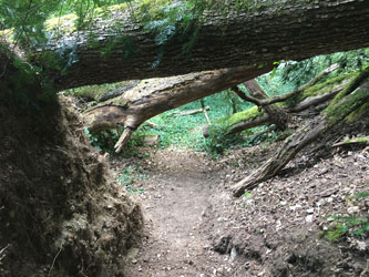finished trail under trunks