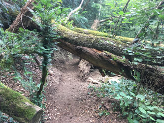 rebuild trail under trunks