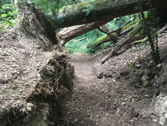 trail behind the root disk