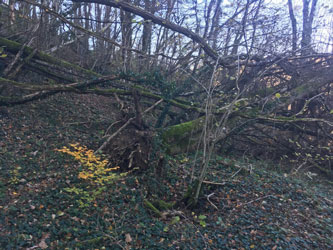 fallen trees beyond property