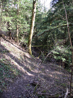trail into the ravine