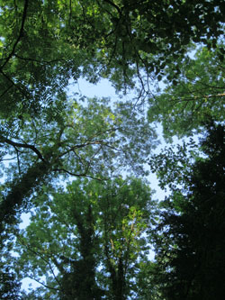 canopy looking up