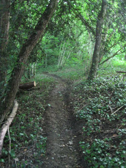 upper ravine trail
