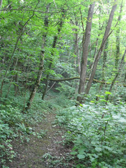 third (middle) trail