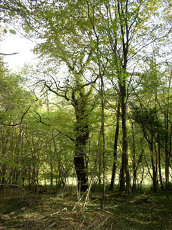 Old oak at bottom of western forest