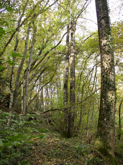 Western forest at end of property