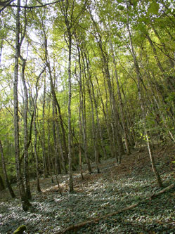 looking up through the beech forest