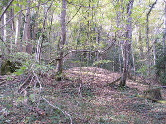 Western forest and badger dens