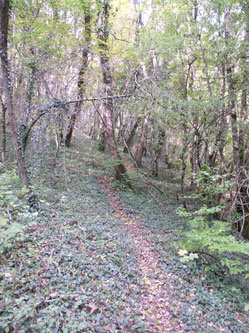 lower trail in western forest