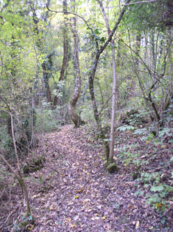 upper ravine trail