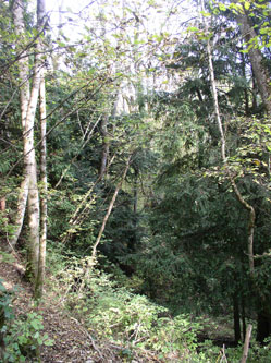 Ravine forest