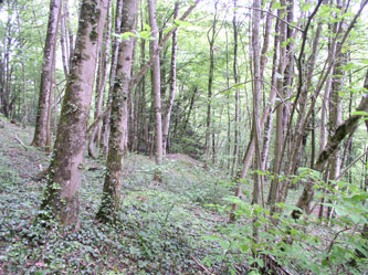 upper western forest